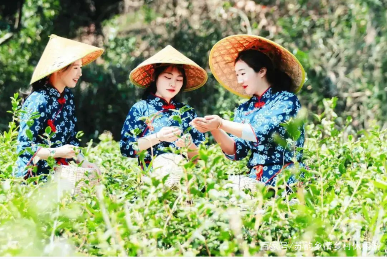 葉葉知春！無錫毫茶已經開采