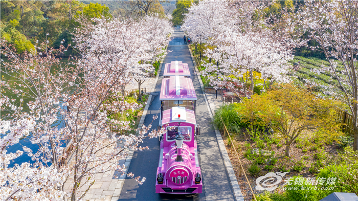 “花經濟”借“花”綻放，無錫深挖“賞花+”讓“花海經濟”四季如春